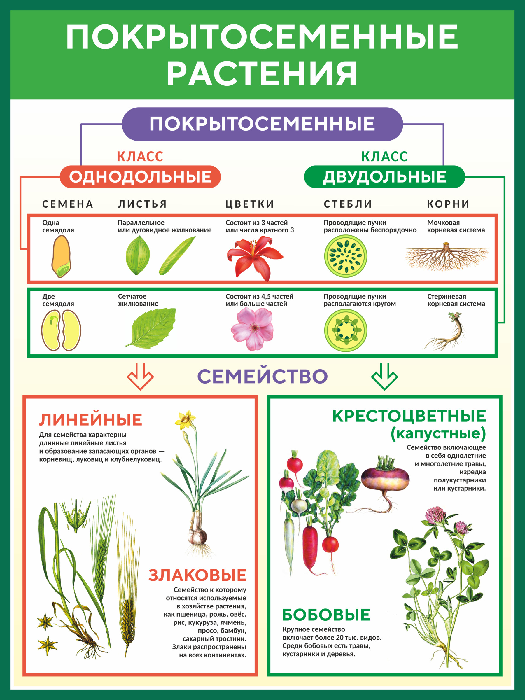 Культурные цветы примеры